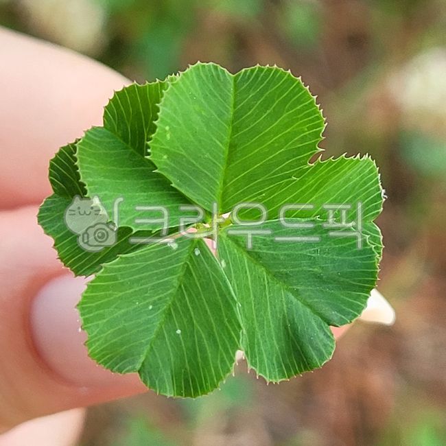 여섯잎클로버,네잎클로버,클로버,행운,행운의상징,clover,토끼풀