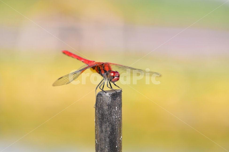잠자리,고추잠자리,빨간잠자리,잠자리접사사진,가을잠자리,자연속잠자,곤충,areddragonfly,dragonfly,동물,animal,곤충,벌레,insect,bug
