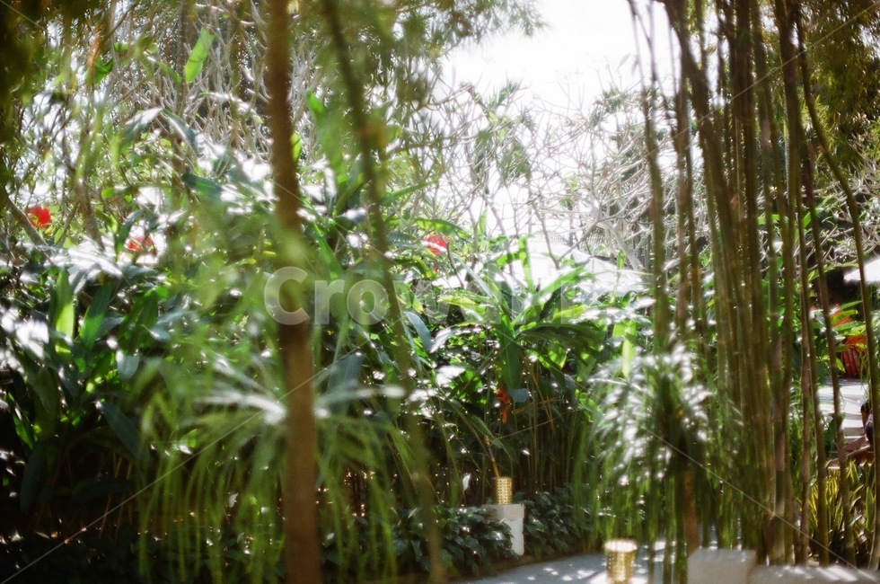 garden,정원,나무,옥외,풀