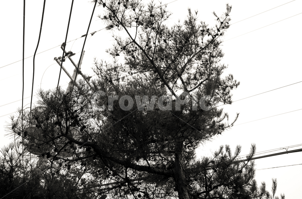 plant,식물,tree,나무,소나무,전기줄,흑백,식물,자연,plants,nature,나무,trees,wood,흑백,모노톤,monochrome,black and white