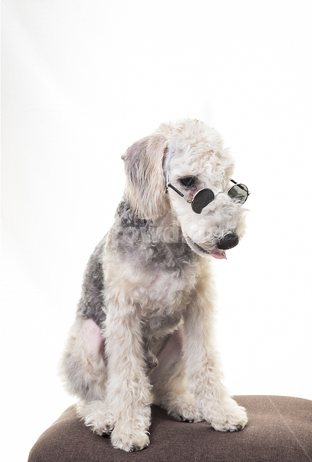 강아지,애견,반려견,반려동물,개,베들링턴테리어,강아지옆모습,dog,선글라스,안경,애견선글라스,강아지선글라스,패션,강아지패션,동물,animal,포유류,mammal,개,강아지,dog,doggy