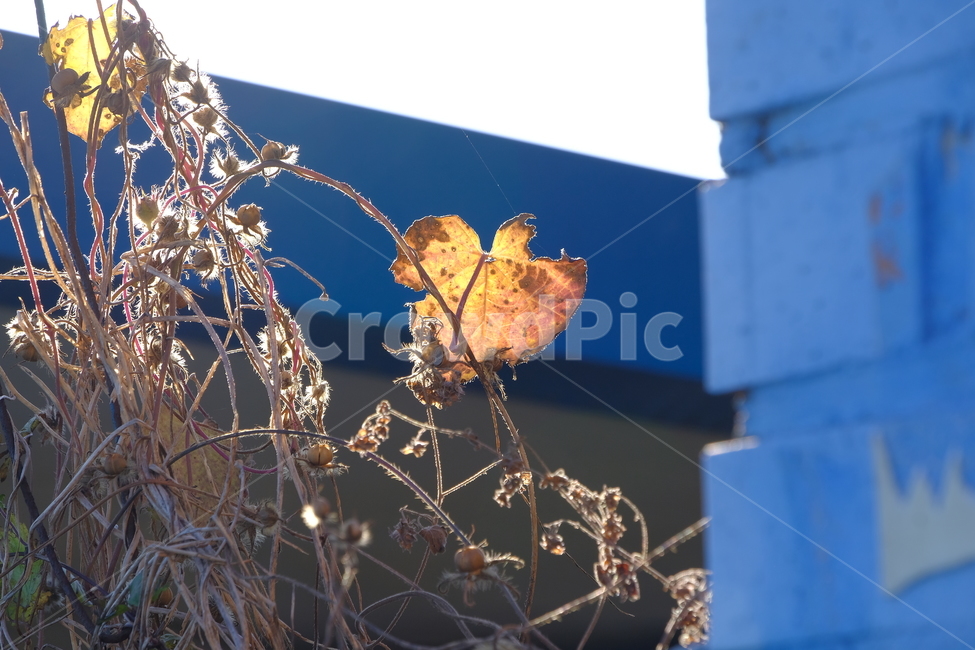 plant,식물,leaf,잎,잎새,햇살