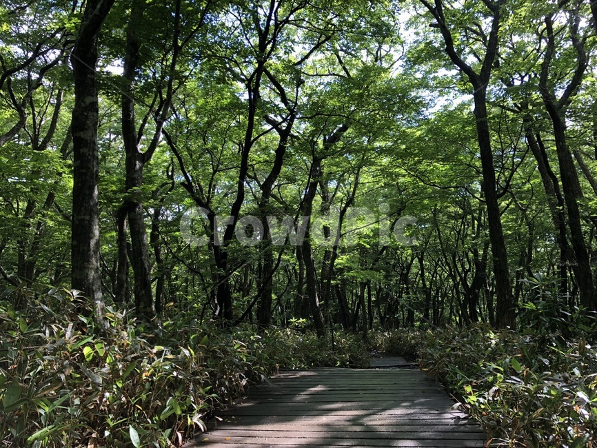 자연,땅,옥외,통로,정원,자연,풍경,nature,landscape,식물,plants,나무,trees,wood,outdoors,path,garden,arbour,정자