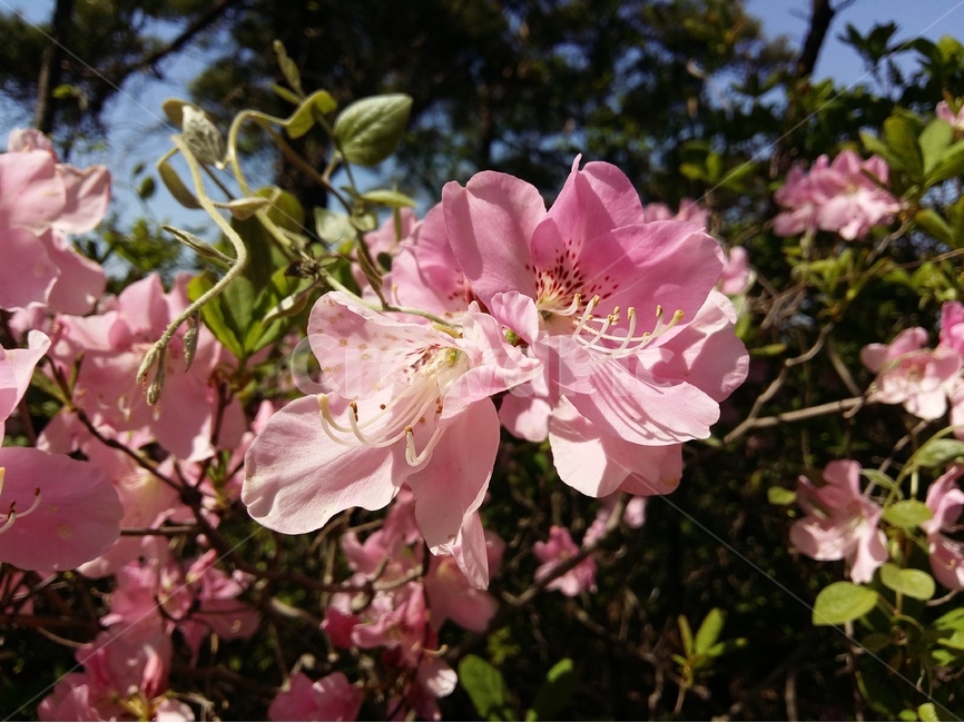산철쭉꽃,핑크,빛,봄,산,봄,계절,spring,season,식물,자연,plants,nature,꽃,flower,plant