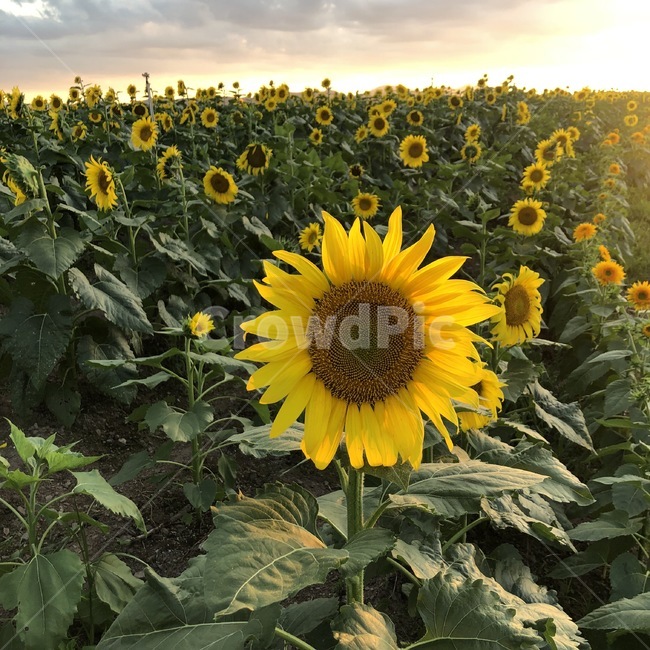 해바라기,꽃,해바라기밭,해바라기축제,식물,sunflower,plant,blossom,flower,식물,자연,plants,nature,꽃,flower