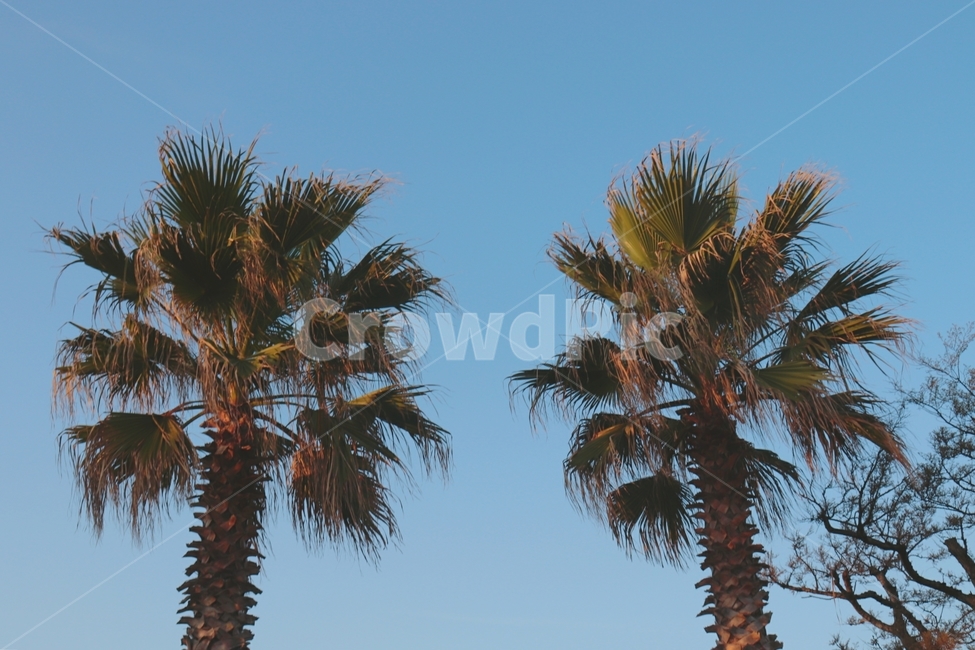 나무,야자수,식물,하늘,해질녘,감성,외국느낌,식물,자연,plants,nature,나무,trees,wood,감성,sensible,feeling