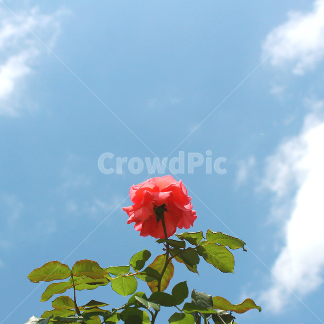 꽃,장미,감성사진,자연,풍경,풍경사진,flower,rose,여름,식물,자연,plants,nature,꽃,flower,색깔,색상,색채,색감,color sense,color sensitivity,feeling of color