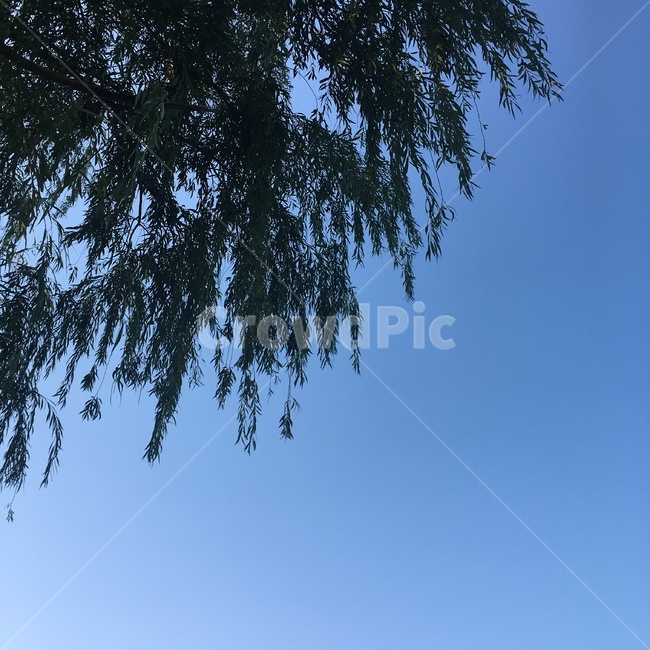 수양버들,늘어진나무,하늘,나무,초록나무,tree,babylonwillow,sky,구름없는하늘