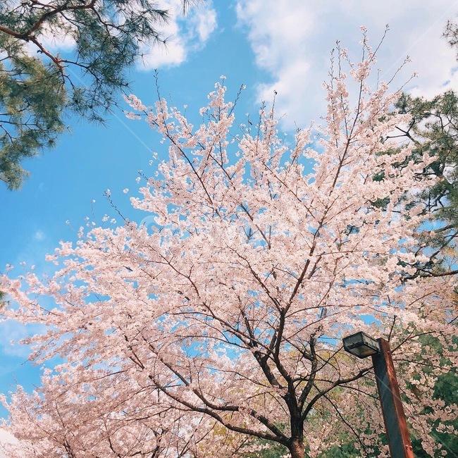 꽃,벚꽃,분홍색꽃,풍경,예쁜꽃