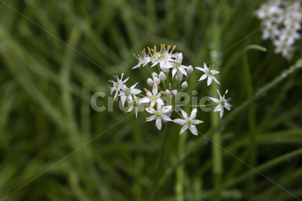꽃,정원,자연,예쁜,별모양,들판,야생화,식물,자연,plants,nature,꽃,flower