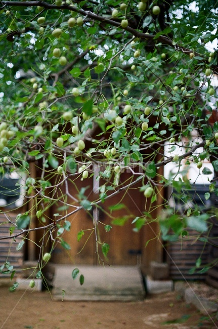 대추나무,대추,한옥,필름사진,fruit,tree,hanok,jujube,식물,열매,식물,자연,plants,nature