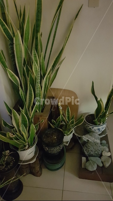 plant,식물,aloe,노회,베란다