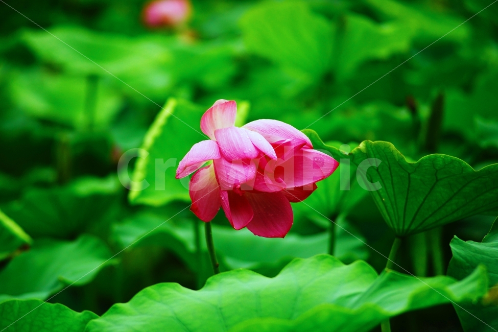 연꽃,자연,식물,꽃,연잎,식물,자연,plants,nature,꽃,flower