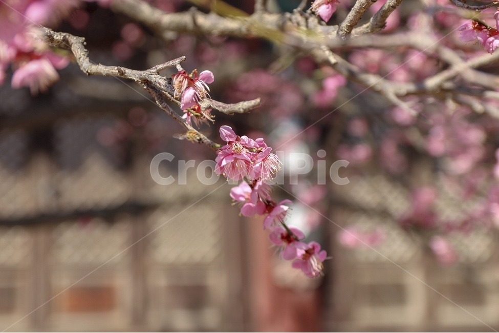 홍매화,매화,꽃,자연,봄꽃,식물,계절,plants,nature,spring,season,flower,나무,tree,봄,봄,계절,spring,season,식물,자연,plants,nature,꽃,flower,plant,blossom,cherry blossom,벚꽃