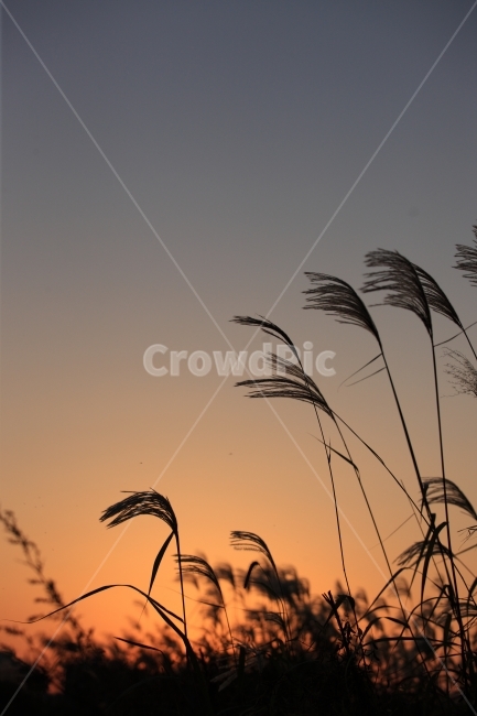 하늘,일몰,풍경,석양,갈대,가을,fall,sky,sunset,자연,풍경,nature,landscape,식물,plants,plant,grass,잔디,lawn