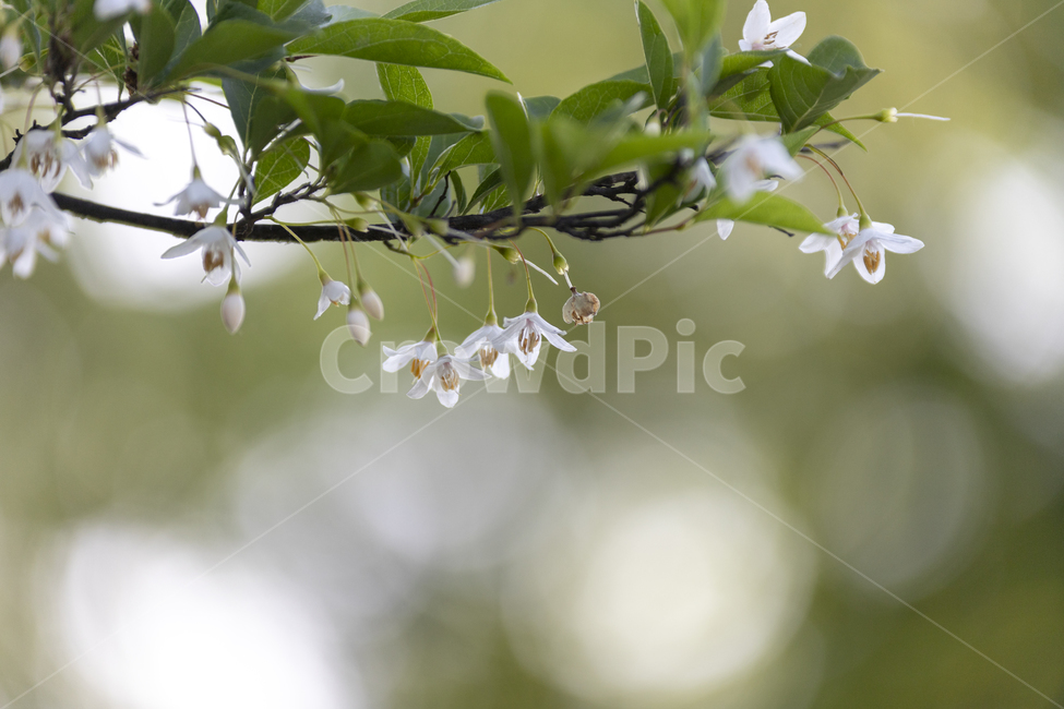 꽃,빛망울,자연,숲,빛,초록,하얀,가지,식물,자연,plants,nature,꽃,flower