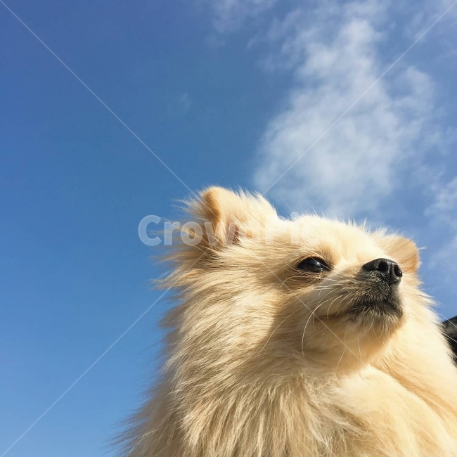 강아지,반려견,개,하늘,가족,동물,animal,포유류,mammal,개,강아지,dog,doggy