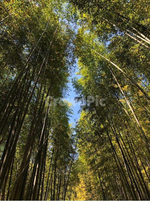 나무,숲,대나무,대나무숲,자연,하늘,봄,여름,tree,forest,bamboo,nature,sky,spring,summer