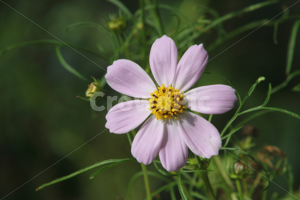꽃,가을꽃,식물,코스모스,cosmos,가을,계절,fall,autumn,season,식물,자연,plants,nature,꽃,flower,plant