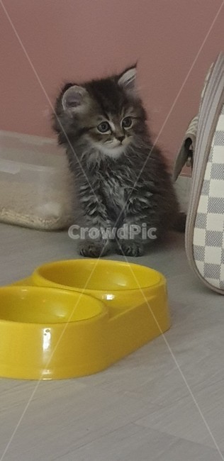 어린고양이,아기고양이,새끼고양이,고양이,페르시안고양이,귀여운고양이,예쁜고양이