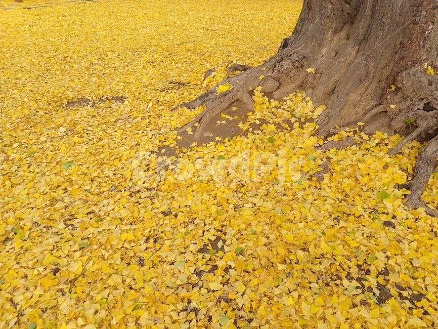 단풍,은행,노랑,가을,나무