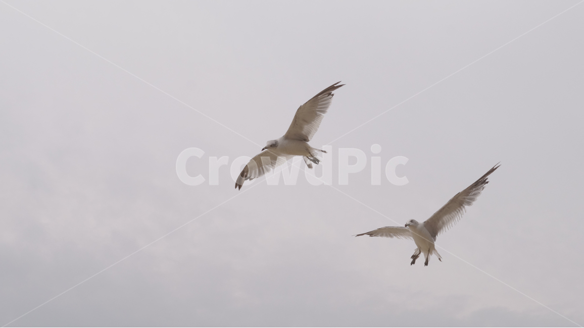 갈매기,새,seagull,비행,하늘,bird,동물,animal,조류,새,birds