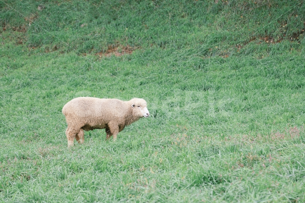 동물,양,자연,목장,animal,lamb,동물,animal,포유류,mammal,산업,industry,industrial,목축업,목장,livestock farming,ranching,pasture