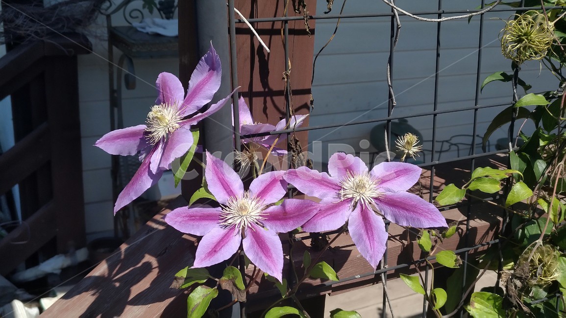 꽃,보라색,덩굴,활짝,세송이,식물,자연,plants,nature,꽃,flower