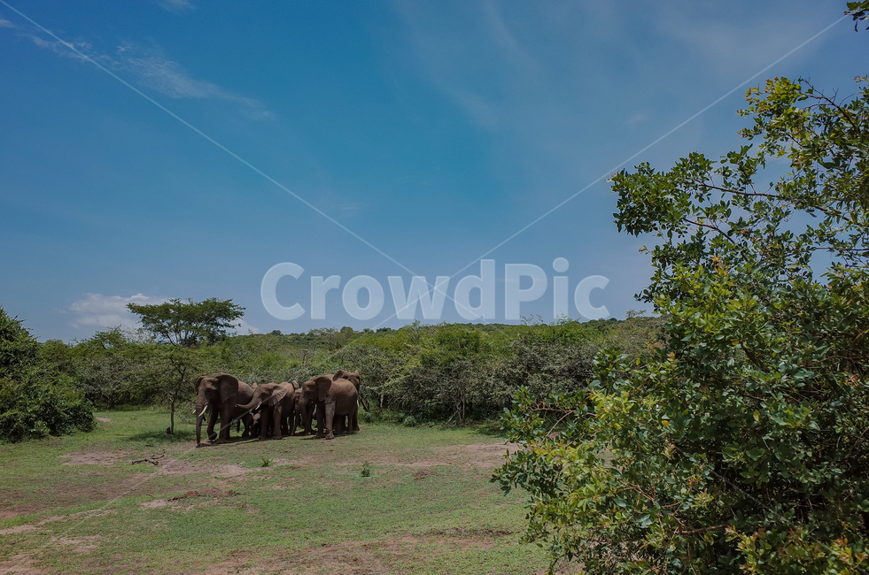 아프리카,르완다,사파리,아카제라국립공원,akageranationalpark,rwanda,africa,야생동물,자연,풍경,nature,landscape,해외,외국,세계,foreign,oversea,world,세계자연풍경,해외자연풍경,외국자연풍경,world nature landscape,동물,animal,포유류,mammal,outdoors,옥외,grassland,목초지,field,들