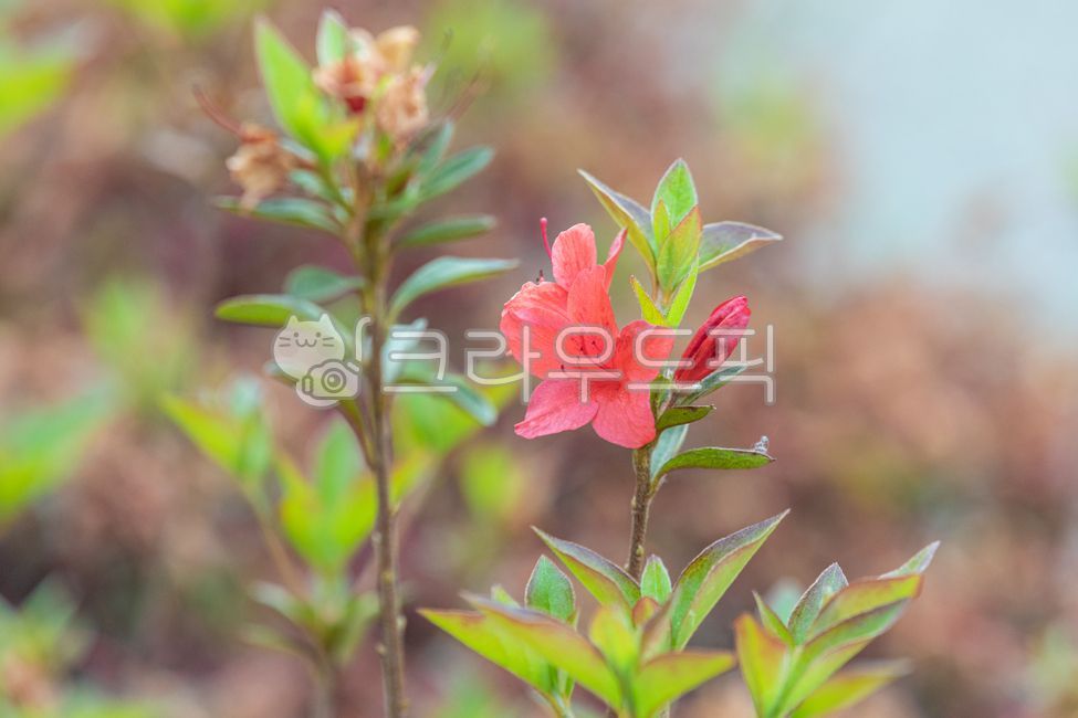 영산홍,진달래과,빨간색,분홍색,꽃잎,꽃,초록색,잎,식물,자연,야외,봄,녹색,green,petal,flower,leaf,plant,nature,spring,outdoor,식물,자연,plants,nature