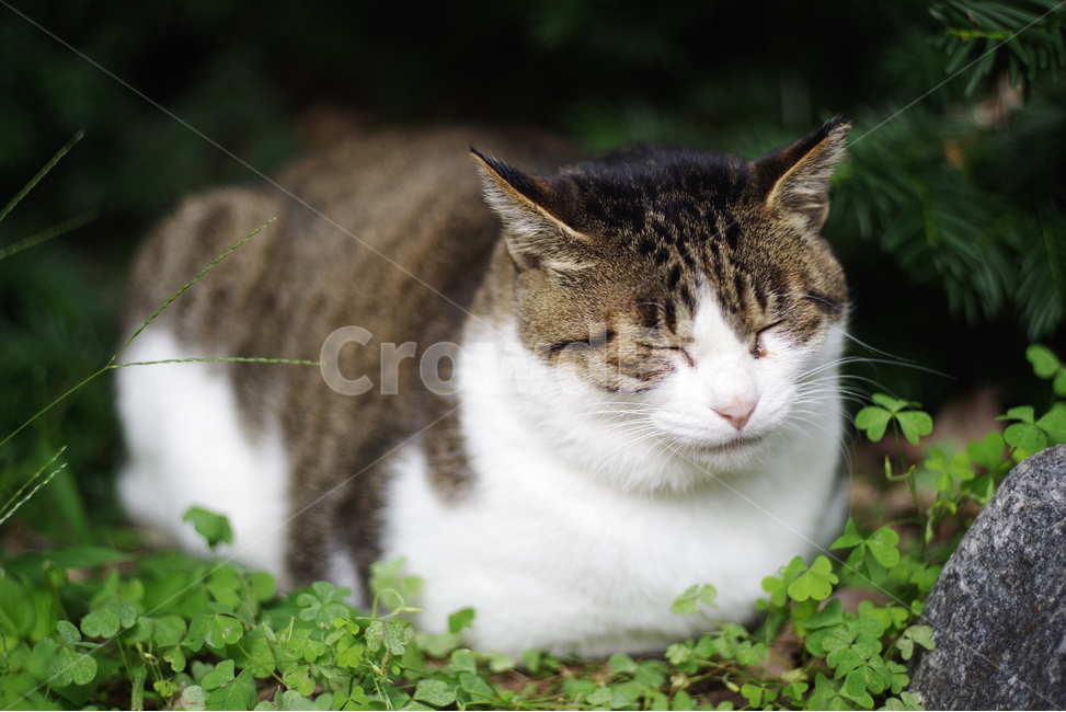 고양이,길고양이,길냥이,동물,애완동물,생명,자연,야생동물,cute,lovely,adorable,pet,animal,street,streetcat,natural,nature,stray,straycat,wild,wildlife,wildcat,동물,animal,포유류,mammal,고양이,cat,kitten,kitty