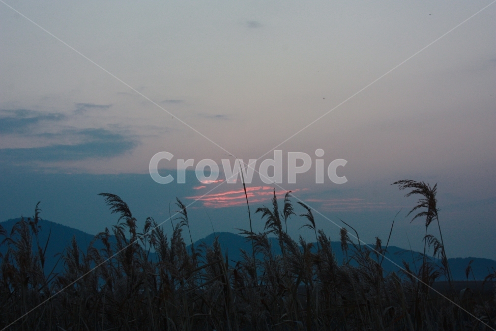 노을,갈대,순천,바람,감성,하늘,야경,자연,자연,풍경,nature,landscape,색깔,색상,색채,색감,color sense,color sensitivity,feeling of color,plant,식물,grass,잔디,lawn,reed