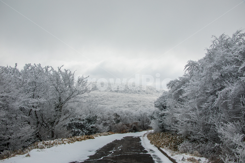 눈,설경,한라산설경,풍경,snow,landscape,1100고지,겨울,계절,winter,season,자연,풍경,nature,landscape,outdoors,옥외,frost,서리