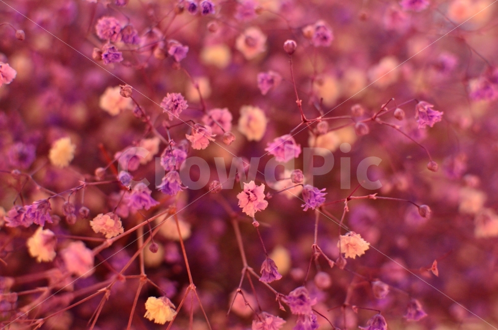 안개꽃,감성사진,감성,식물,자연,plants,nature,flower,감정,식물,자연,plants,nature,꽃,flower,색깔,색상,색채,색감,color sense,color sensitivity,feeling of color