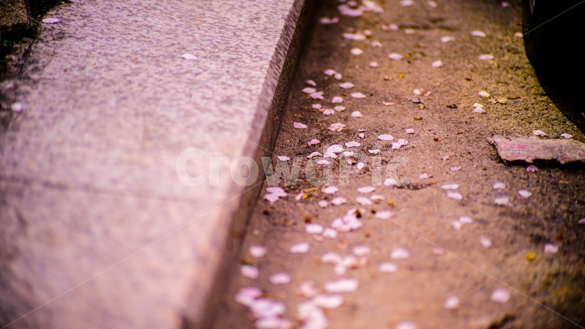 꽃잎,벚꽃,봄,분홍,길거리,leaf,감성,감성사진,pink,봄,계절,spring,season,감성,sensible,feeling