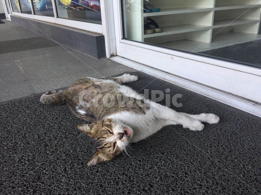 고양이,동물,누워있는고양이,얼룩고양이,귀여움,동물,animal,포유류,mammal,고양이,cat,kitten,kitty