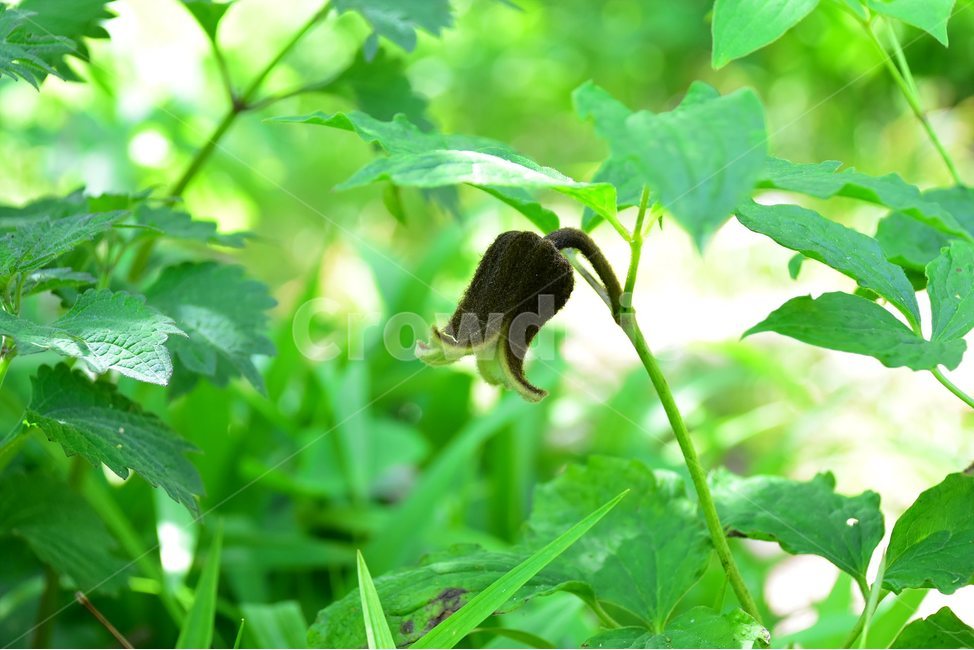 요강나물,야생화,꽃,식물,자연,생태,플라워,flower,plants,nature,식물,자연,plants,nature,꽃,flower