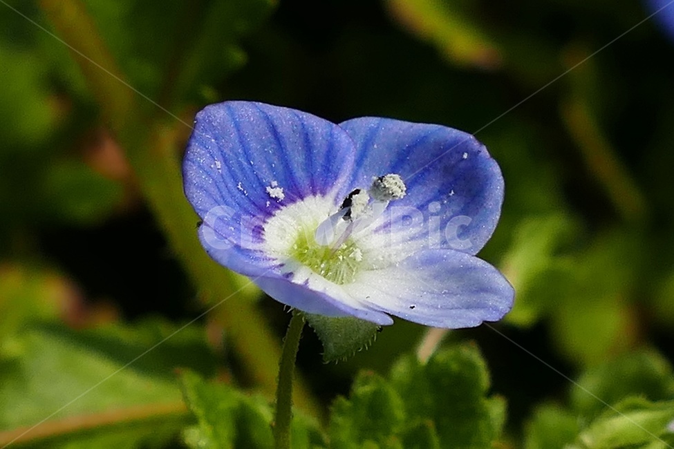 큰개불알꽃,큰개불알,꽃,야생화,봄,자연,접사,포커싱,식물,식물,자연,plants,nature,꽃,flower