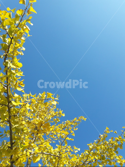 은행잎,은행나무,ginkgoleaf,leaf,tree,식물,plant,fall,가을,노란,yellow,단풍,가을,계절,fall,autumn,season,식물,자연,plants,nature,나무,trees,wood