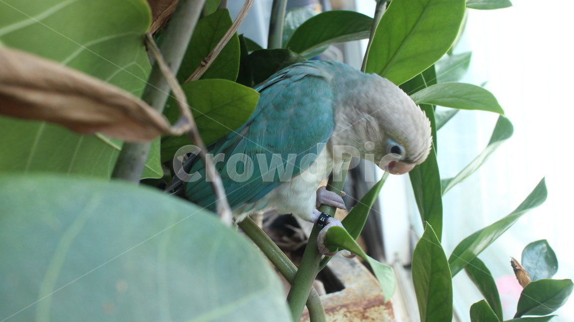 반려동물,애완동물,앵무새,새,동물,코뉴어,parrot,bird,animal