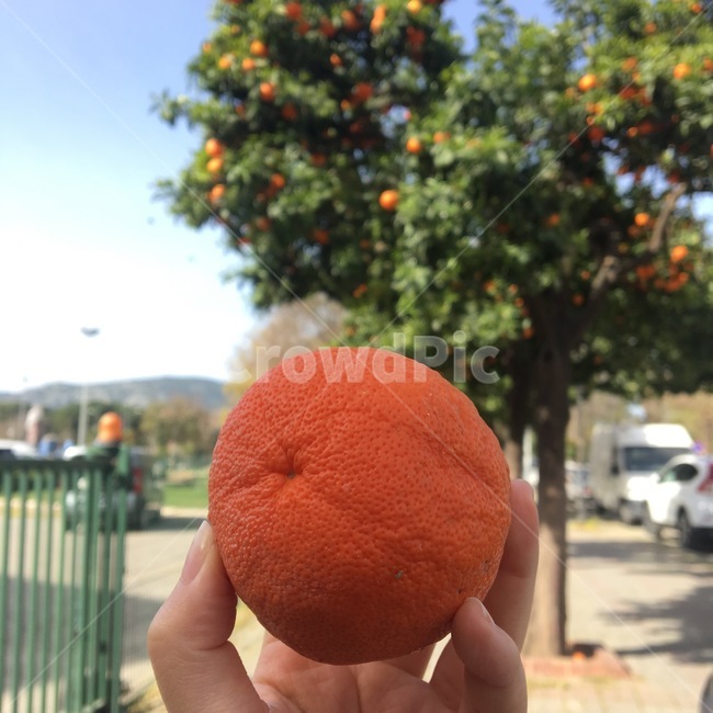 오렌지,오렌지나무,과일,orange,fruit,음식,식재료,요리,food,cook,meal,dishes,food reserves,과일,열매,fruit