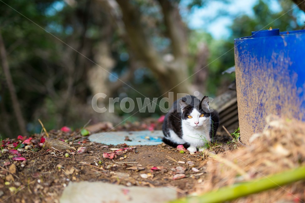 고양이,cat,일상,풍경,감성,봄,동물,animal,포유류,mammal,고양이,cat,kitten,kitty