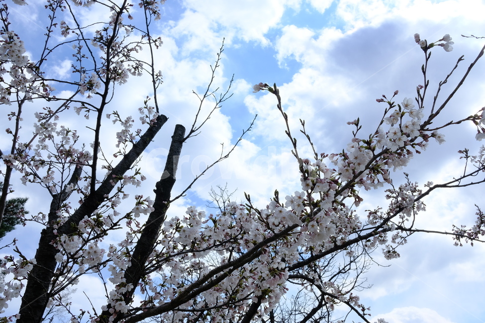 plant,식물,tree,나무,꽃,blossom,벚꽃