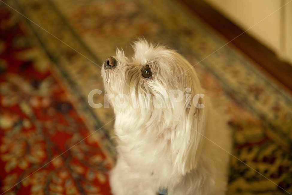 adorable,animal,beautiful,breed,canine,cute,dog,fluffy,fur,happy,little,maltese,maltesedog,mammal,nature,pet,portrait,puppy,small,smalldog,white,young,말티즈,강아지,하얀강아지,하얀색,털,작은강아지,동물,animal,포유류,mammal,개,강아지,dog,doggy