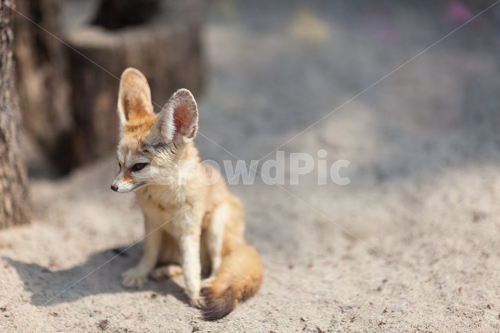 사막여우,여우,동물원,동물,새끼,동물,animal,포유류,mammal