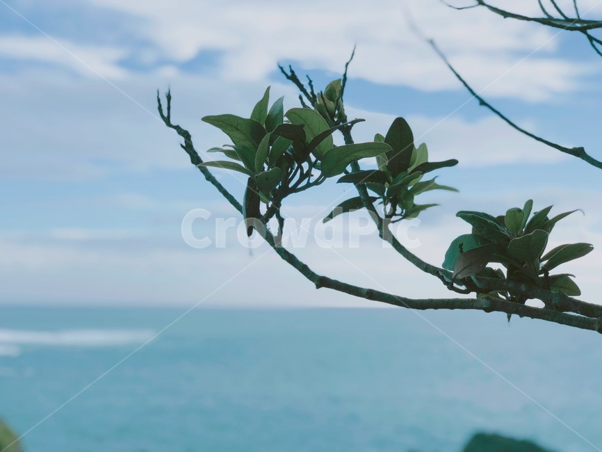 자연,바다,제주도,제주바다,하늘,식물,자연,plants,nature