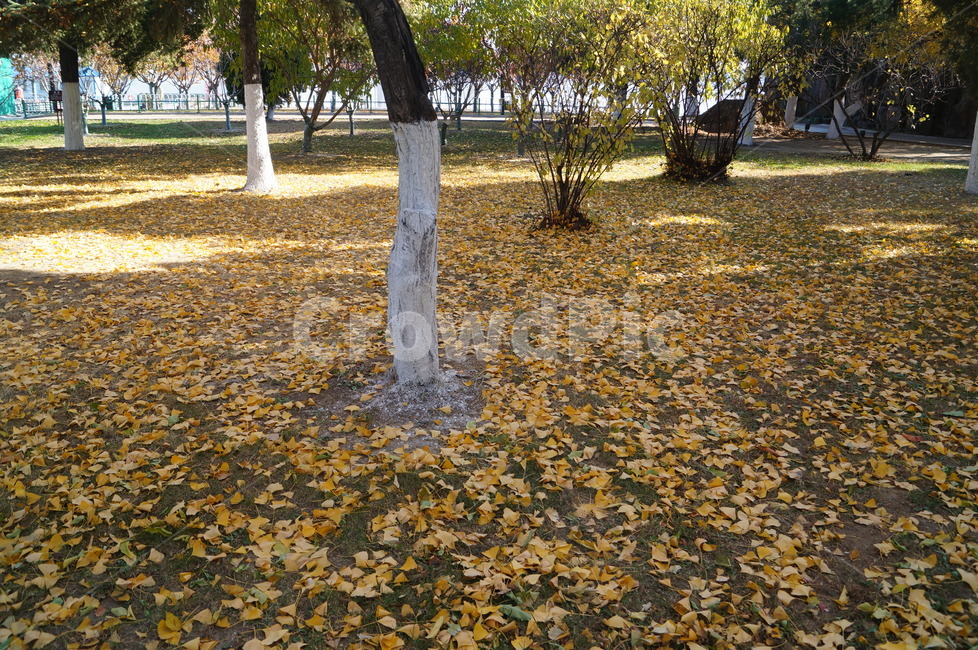 나무,은행,은행나무,낙엽,가을,노란색,바닥,가을,계절,fall,autumn,season