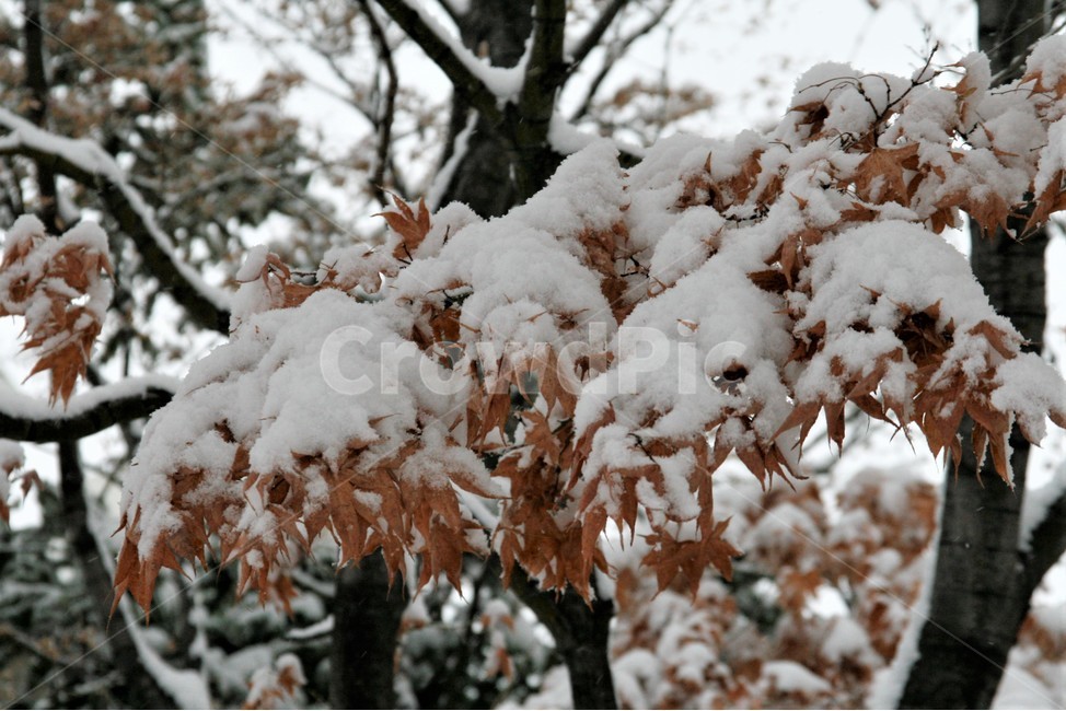 폭설,겨울,단풍나무,풍경,나무,눈,계절,겨울,계절,winter,season