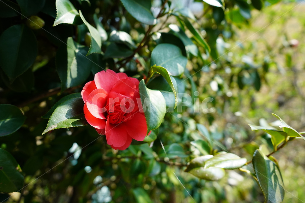 동백,꽃,봄,나무,자연,빨간색,초록색,식물,자연,plants,nature,꽃,flower
