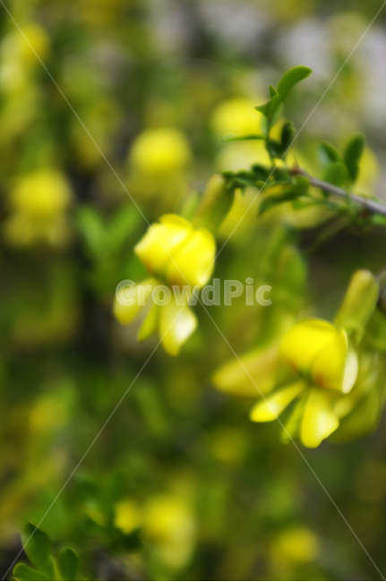 골담초,꽃,flower,계절,봄,spring,식물,자연,plants,nature,꽃,flower